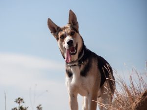 A Game-Changer for Canine Mobility
